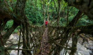 Ritymmen-Root-bridge